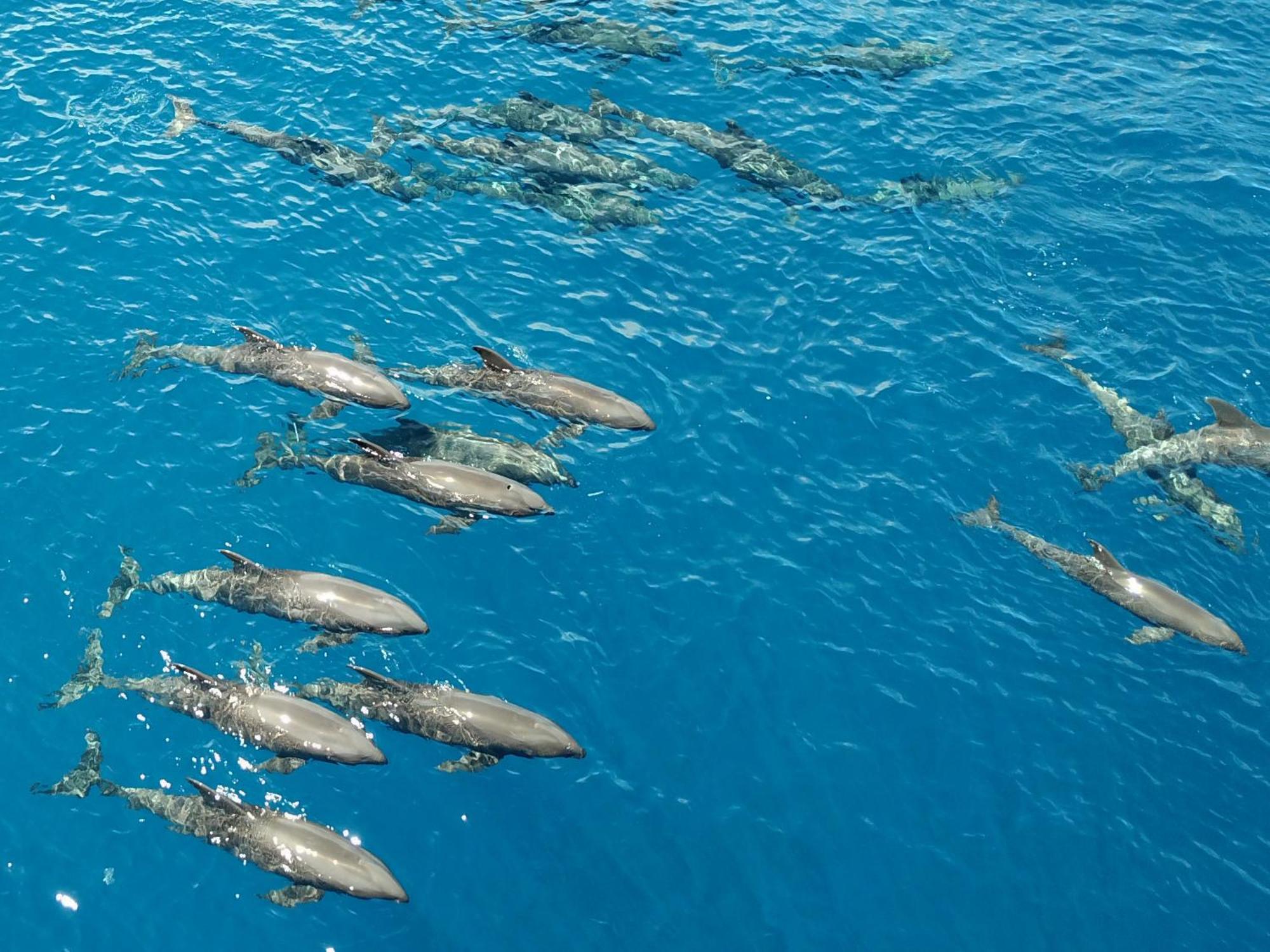 Atauro Dive Resort Beloi Εξωτερικό φωτογραφία