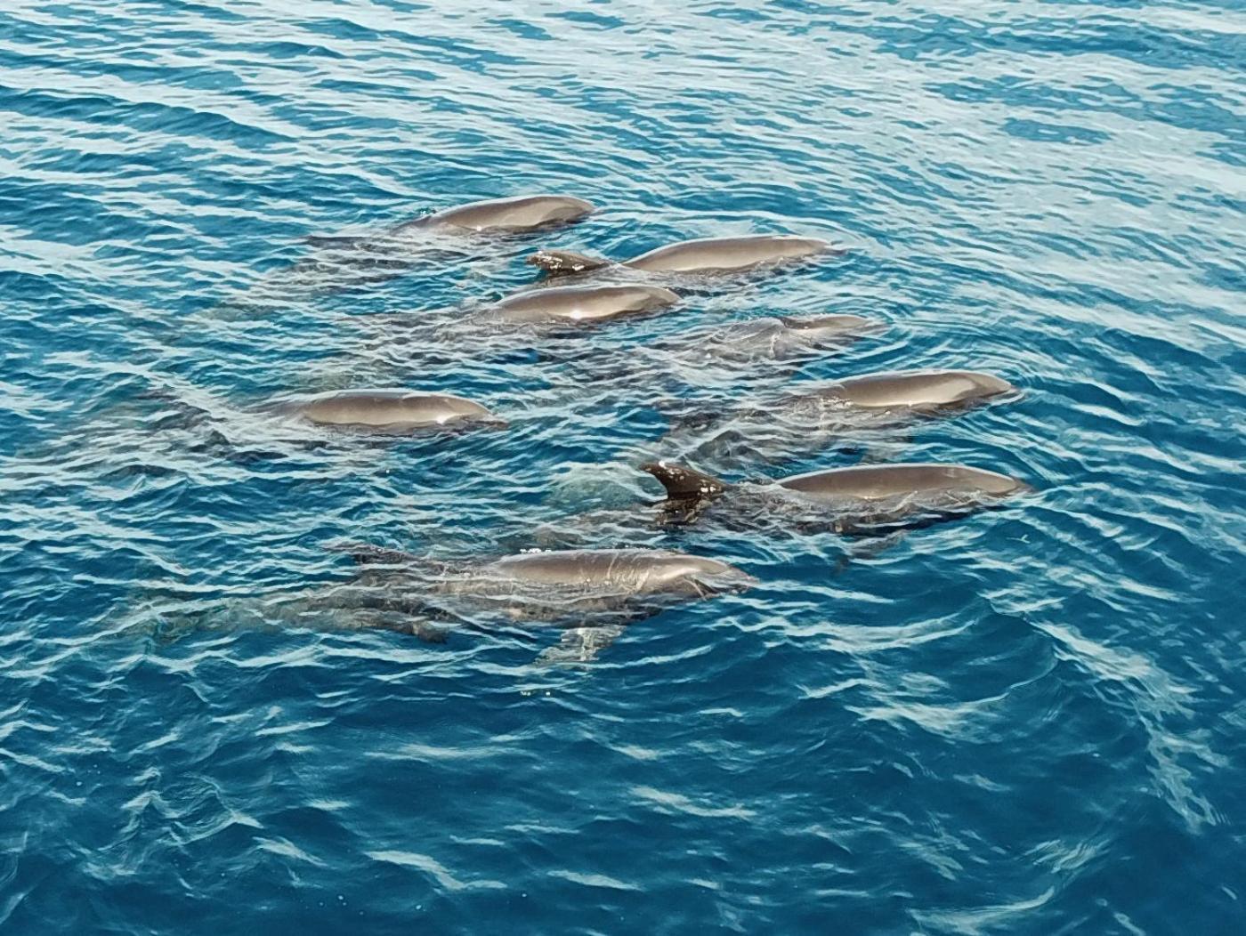 Atauro Dive Resort Beloi Εξωτερικό φωτογραφία
