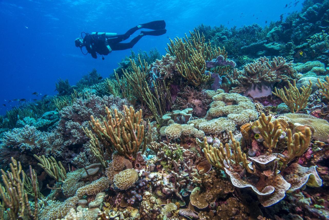 Atauro Dive Resort Beloi Εξωτερικό φωτογραφία