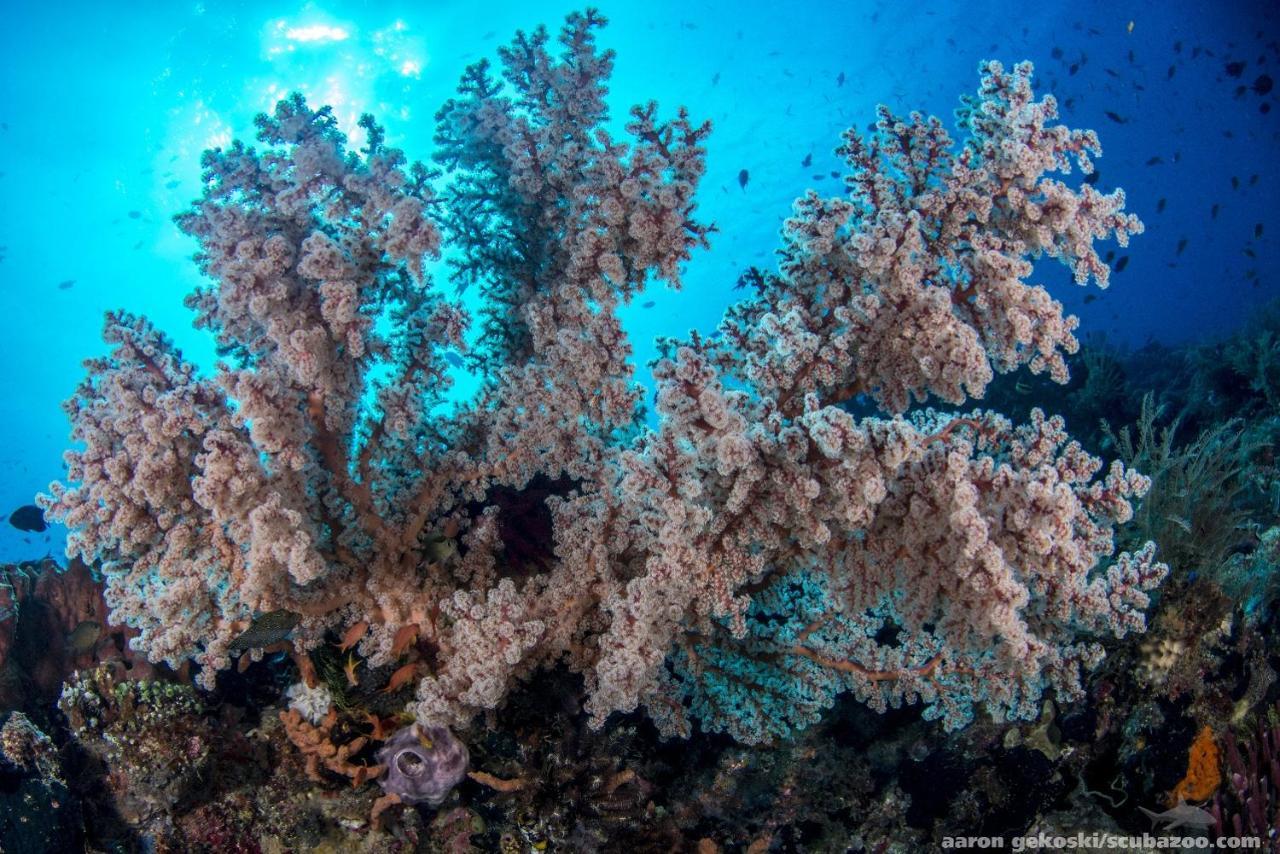 Atauro Dive Resort Beloi Εξωτερικό φωτογραφία