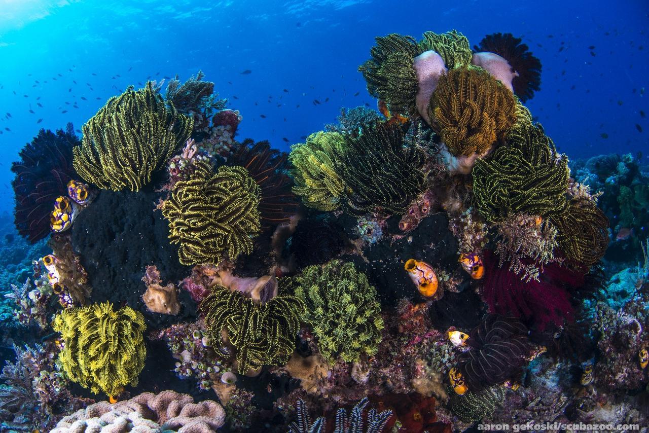 Atauro Dive Resort Beloi Εξωτερικό φωτογραφία