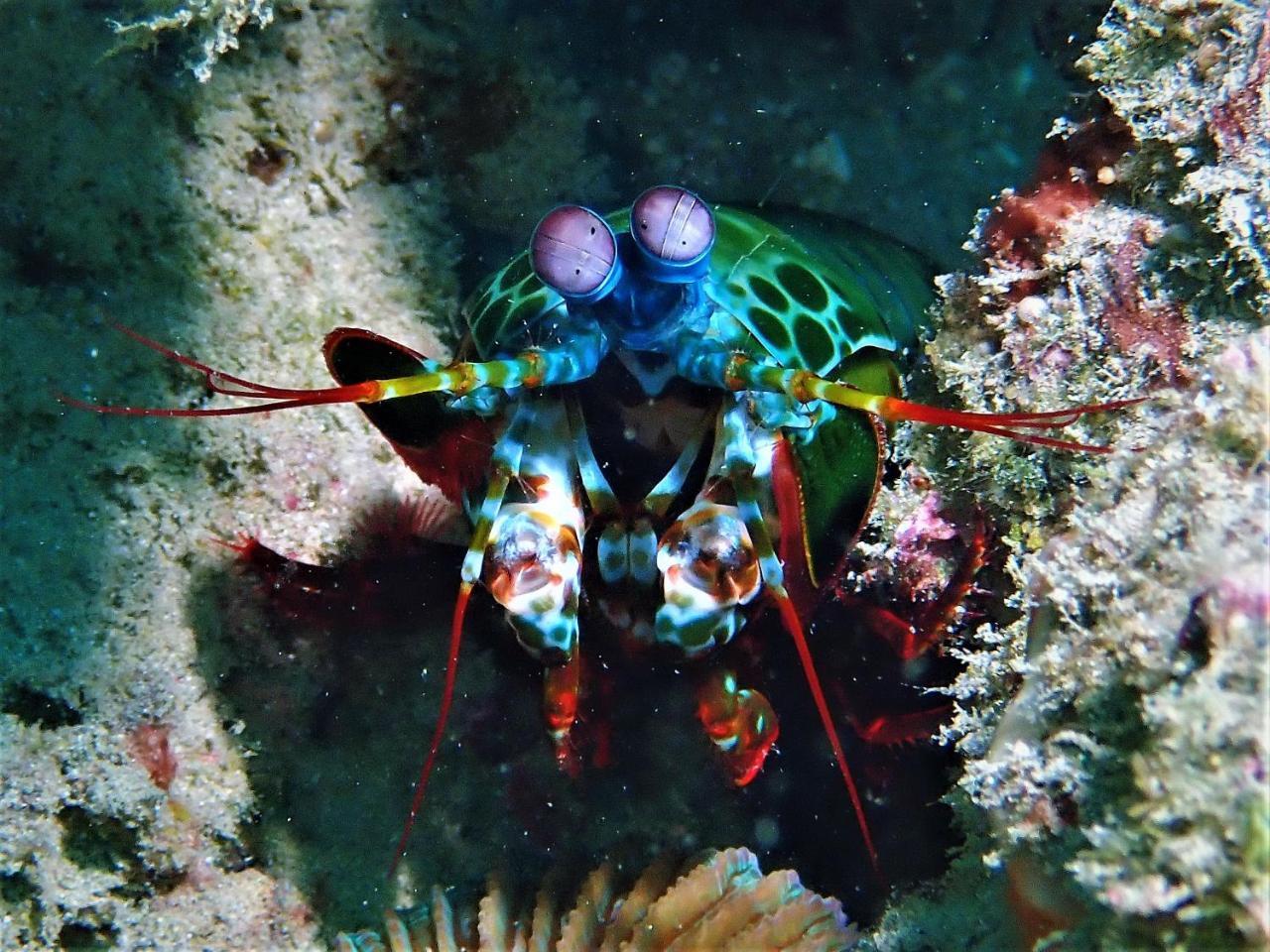 Atauro Dive Resort Beloi Εξωτερικό φωτογραφία